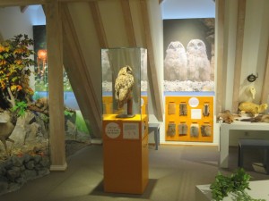 Referenz: Familienmuseum Naturkunde "Wald - Land - Fluss" im Museum im Ritterhaus Offenburg